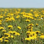 5 Ways to Improve your Health with Dandelion Root