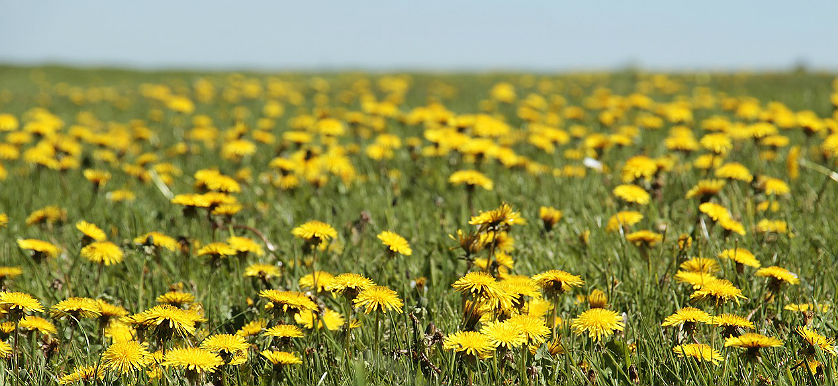 dandelion