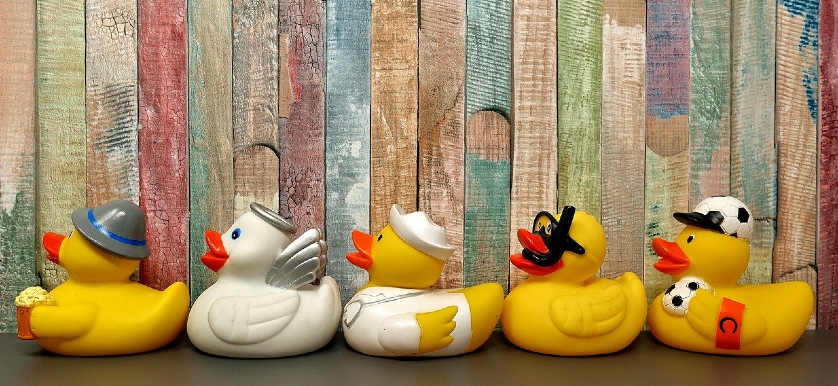 duck duck
