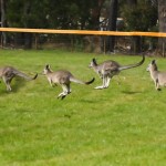 An Australian KPI: # Waves of kangaroos on the racing course